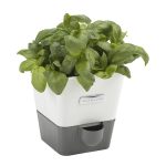 Cole & Mason Self Watering Herb Keeper Single - H105249